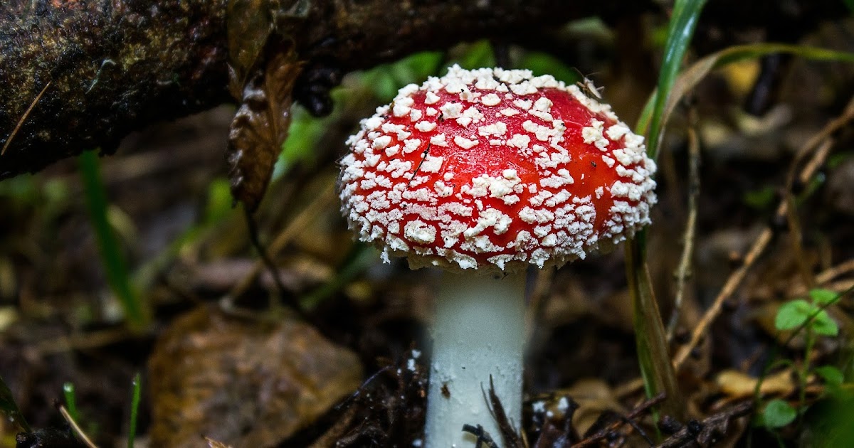 Clarissa Johal FolkloreThursday Fairy Rings