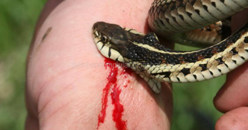 √ 99 Arti dan Mana Mimpi Digigit Ular Menurut Primbon Jawa dan Tafsir