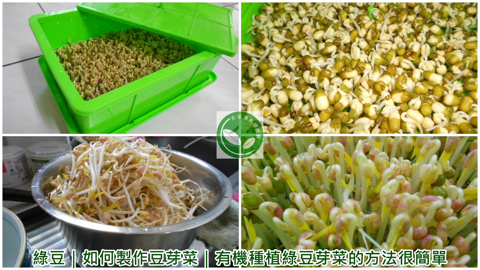 豆芽罐家用新款生豆芽机小型麦饭石自动发芽盆豆芽菜无土种植神器-淘宝网