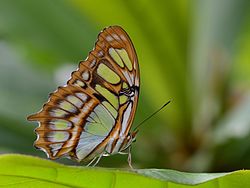 La mariposa malaquita