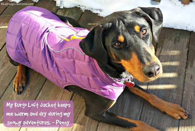 rescued doberman mix dog in Kurgo jacket