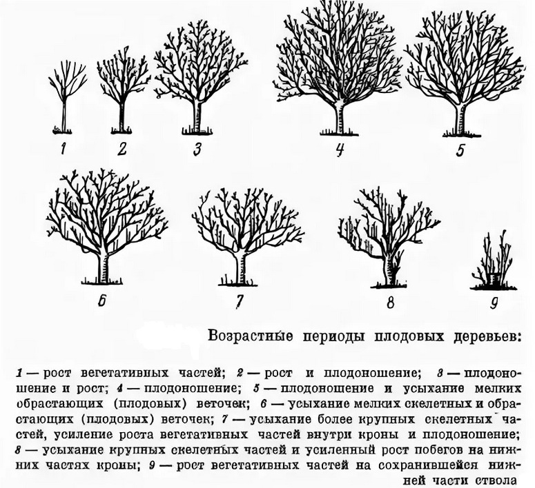 Что такое вегетация деревьев. Таблица обрезки плодовых деревьев. Возрастные периоды жизни плодовых растений. Схема санитарной обрезки деревьев. Стадии цветения плодовых деревьев.