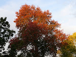 Pin Oak in Autumn