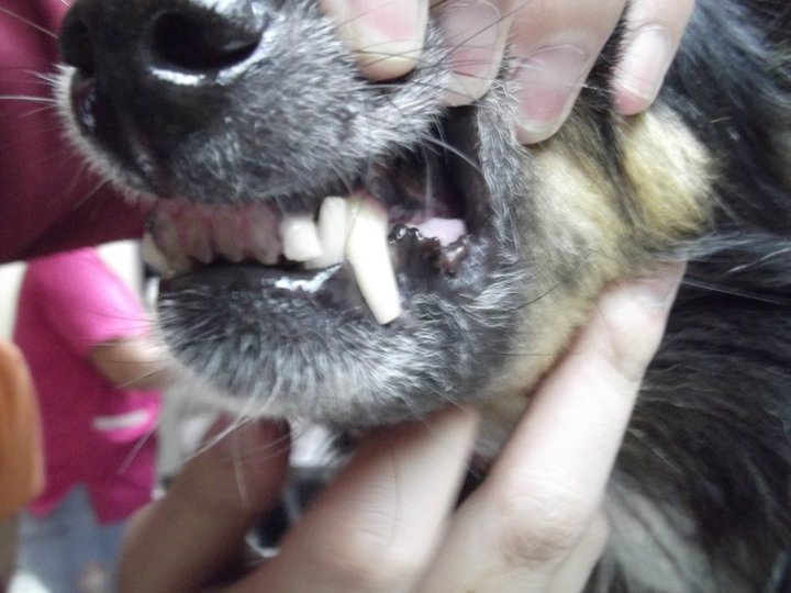 Camba Veterinary Services 1st Surgery Dental Prophylaxis in a dog