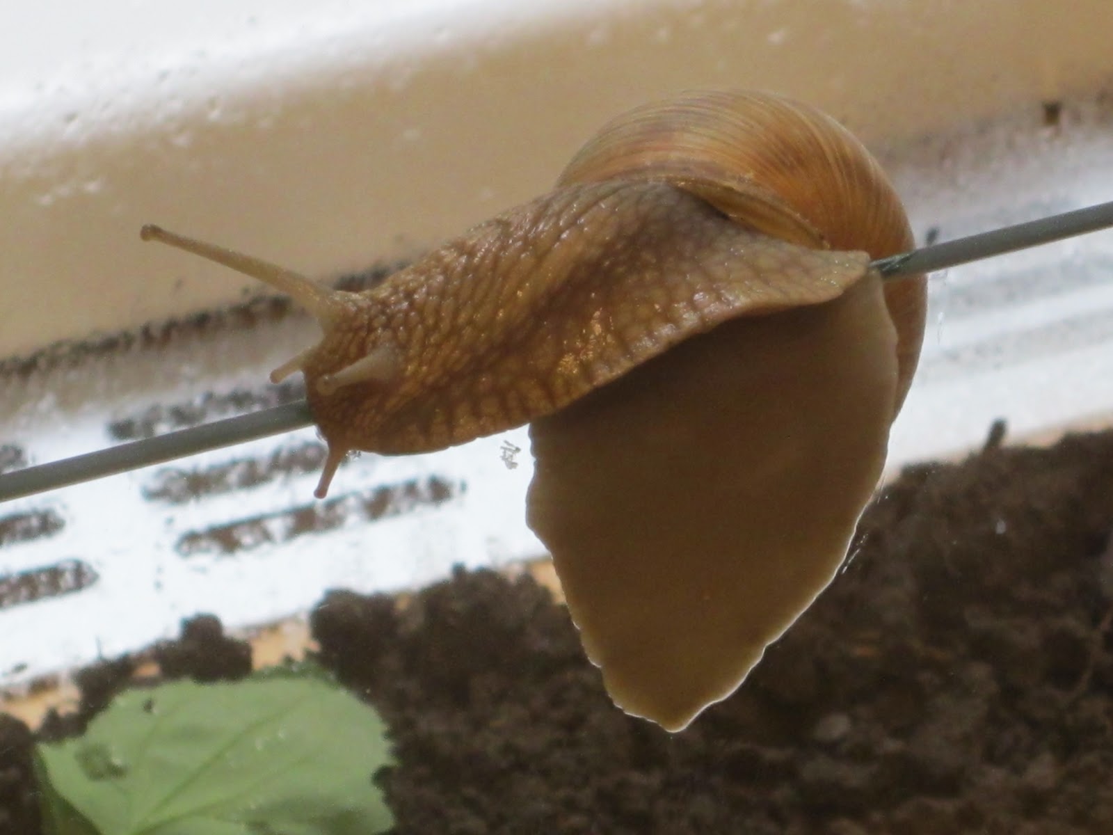 mamamisas welt&hellip;&hellip;: Weinbergschnecke