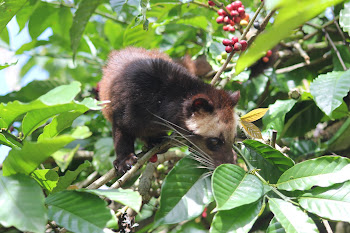 Musang Bulan (Vivericulla Malaccensis)