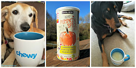 pumpkin spice latte dogs cats honest kitchen
