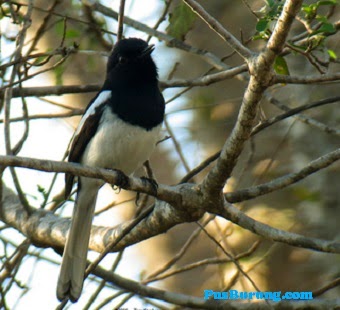 JENIS DAN CIRI BURUNG KACER - kicau Mania Aceh