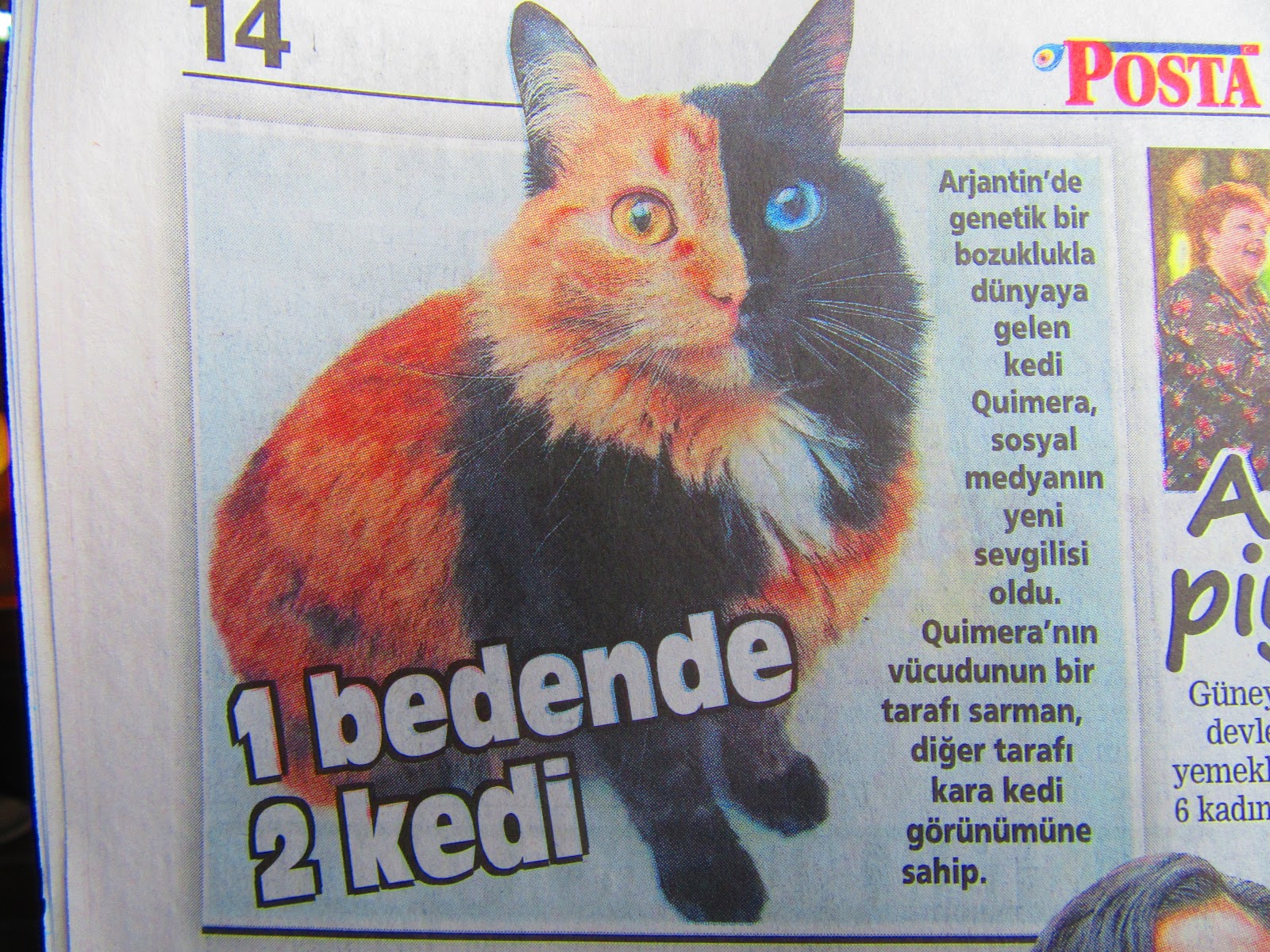 Hayko Sazanyan Onlin Bir Bedende İki Kedi
