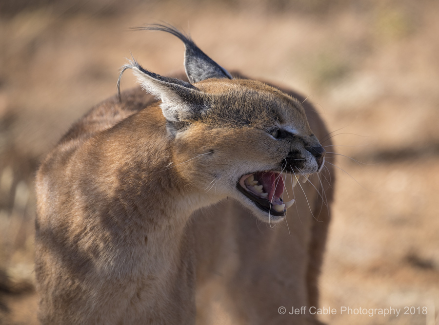 jeff-cable-s-blog-photographing-the-big-cats-of-namibia