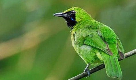 7 Tips Dan Cara Agar Burung Cucak Ijo Mini Cepat Gacor Paling