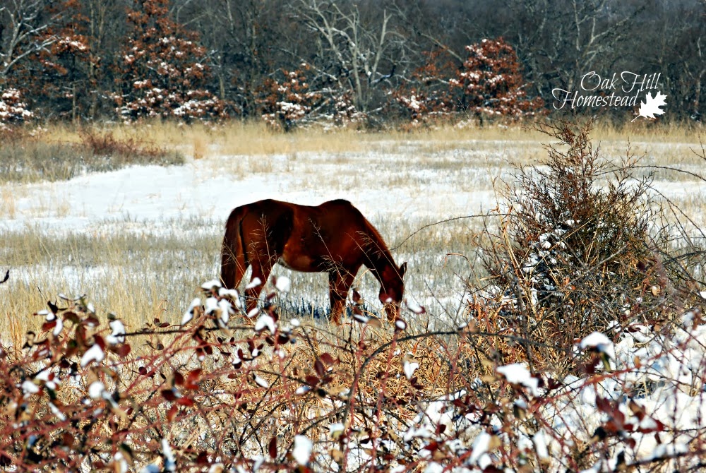 How to Keep Livestock Water from Freezing Oak Hill Homestead