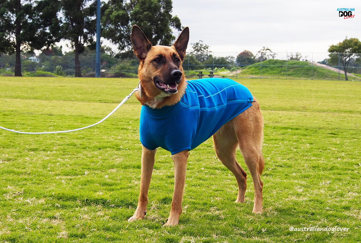 Winter Tips to Keep your Dog Fit and Active | Australian Dog Lover
