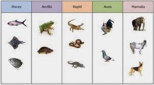 Ciri dan Klasifikasi Hewan Vertebrata - Materi SMA Online