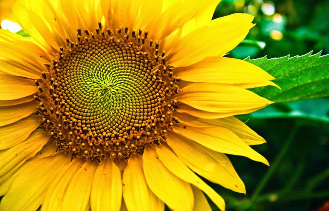 Bunga Matahari Mari Mengenalnya Lebih Jauh Gambar Mudah Digambar