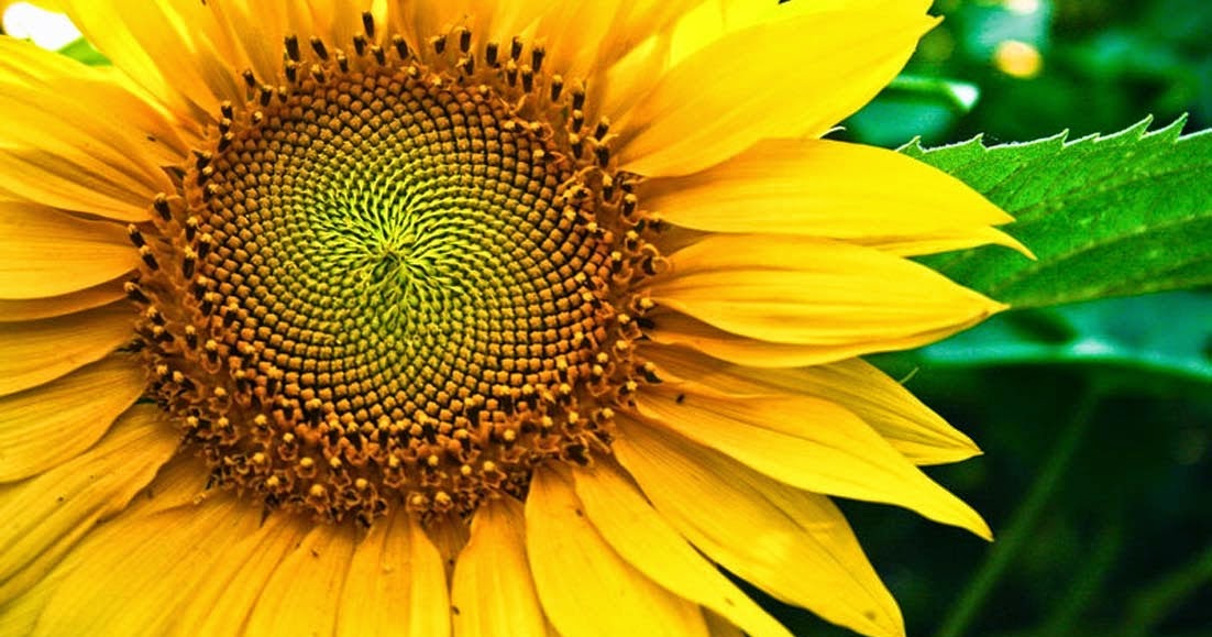  Bunga  Matahari  Mari Mengenalnya Lebih Jauh Gambar Bunga 