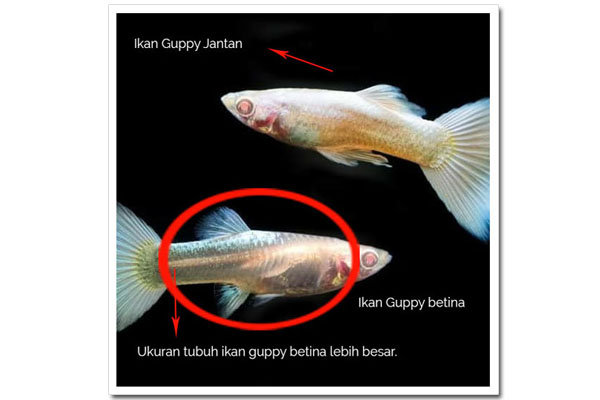 Perbedaan ikan Guppy Jantan dan Betina Lengkap