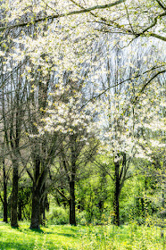 Blossom trees in Spring