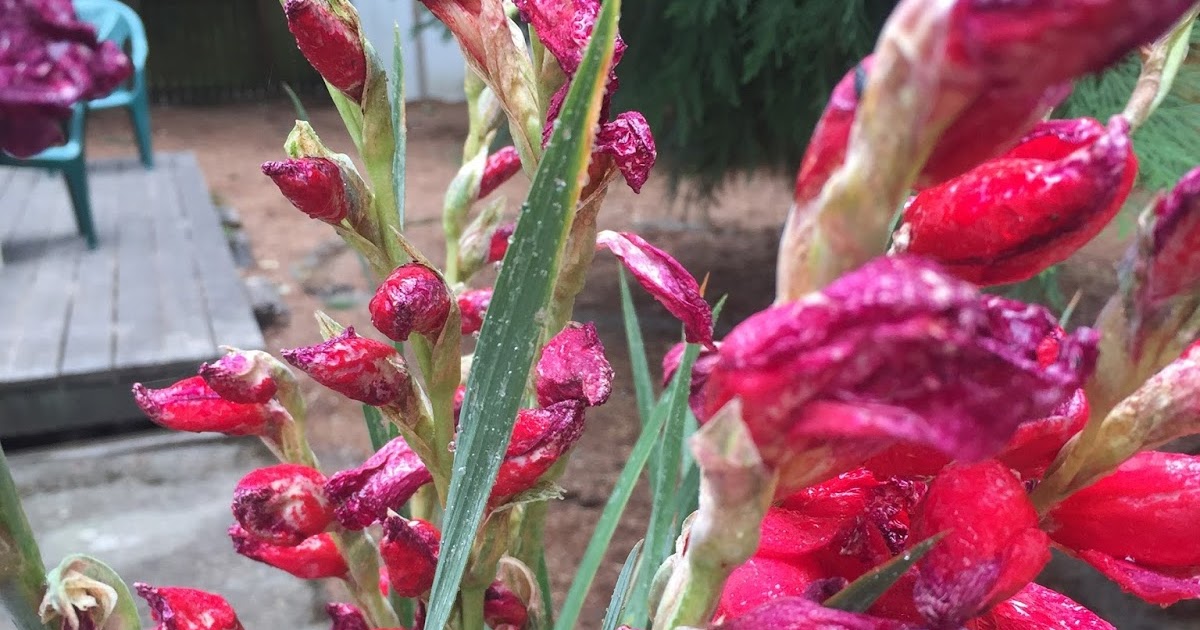 Clatsop County Master Gardeners Association Ask an Expert Gladiolus