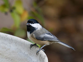 Photo of Black-capped Chickadee on bird bath