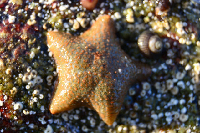 Asterina gibbosa Asterina gibbosa