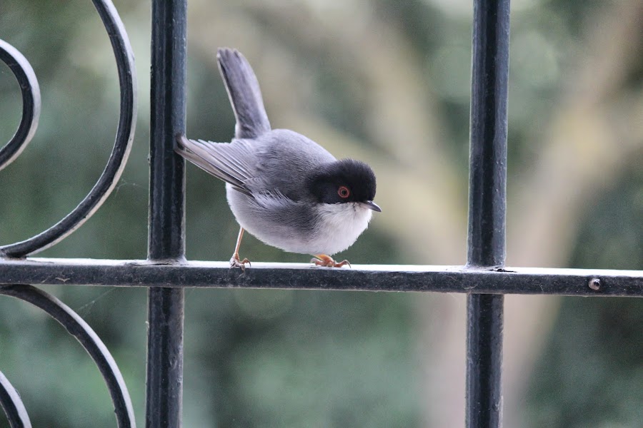 Sylvia melanocephala