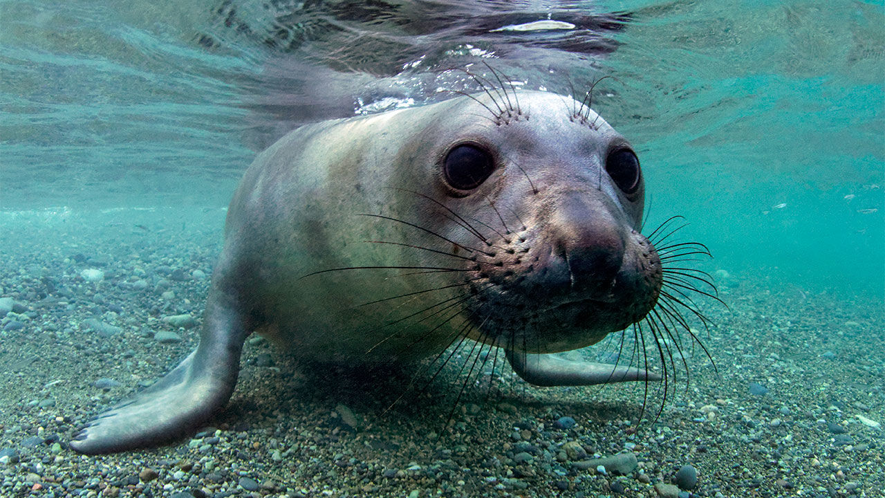 Seal marine animal facts, how many species of seals are there?