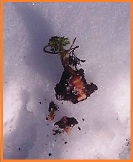 A bright orange, frozen carrot in three chunks.