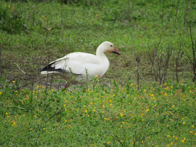 Sacramento National Wildlife Refuge California birding