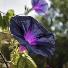 Black morning glory...