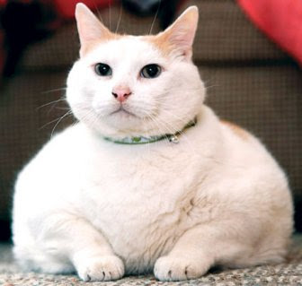 Little Pink Droppings: Obese Pets