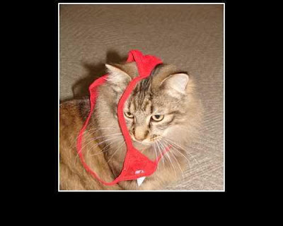 Kλέφτης γάτος με προτίμηση στα μαγιό
Kλέφτης γάτος με προτίμηση στα μαγιό