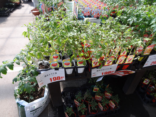 ブルーベリーとパキラとあれこれ Cultivation Diaries Such As Blueberries And Ornamental Plants 4月