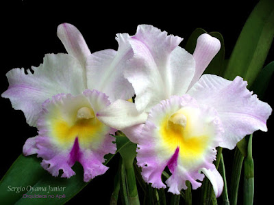 Orquídea Brassolaeliocattleya híbrida