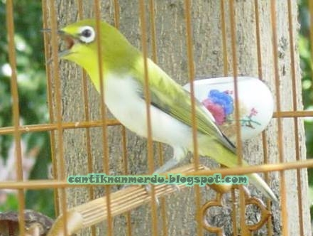 Burung Pleci Atau Burung Kacamata Zona Kicau