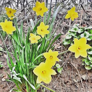 Open bright yellow daffodil flowers growing in a sparse hedge