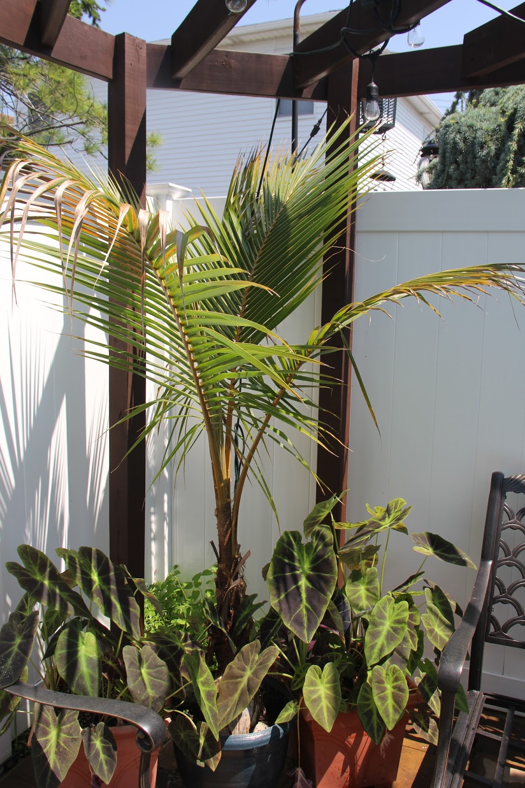 Tropical Gardening in New York City! Late July Update Zone 7 Palm Trees