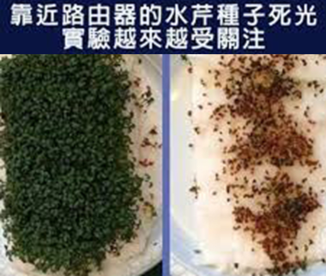 靠近路由器的水芹種子死光 實驗越來越受關注