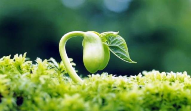 Ciri-Ciri Mahluk Hidup dan Cara Perkembangbiakannya