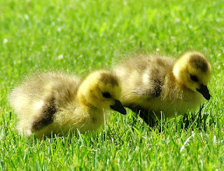 Cute Little Ducks HD Wallpaper
