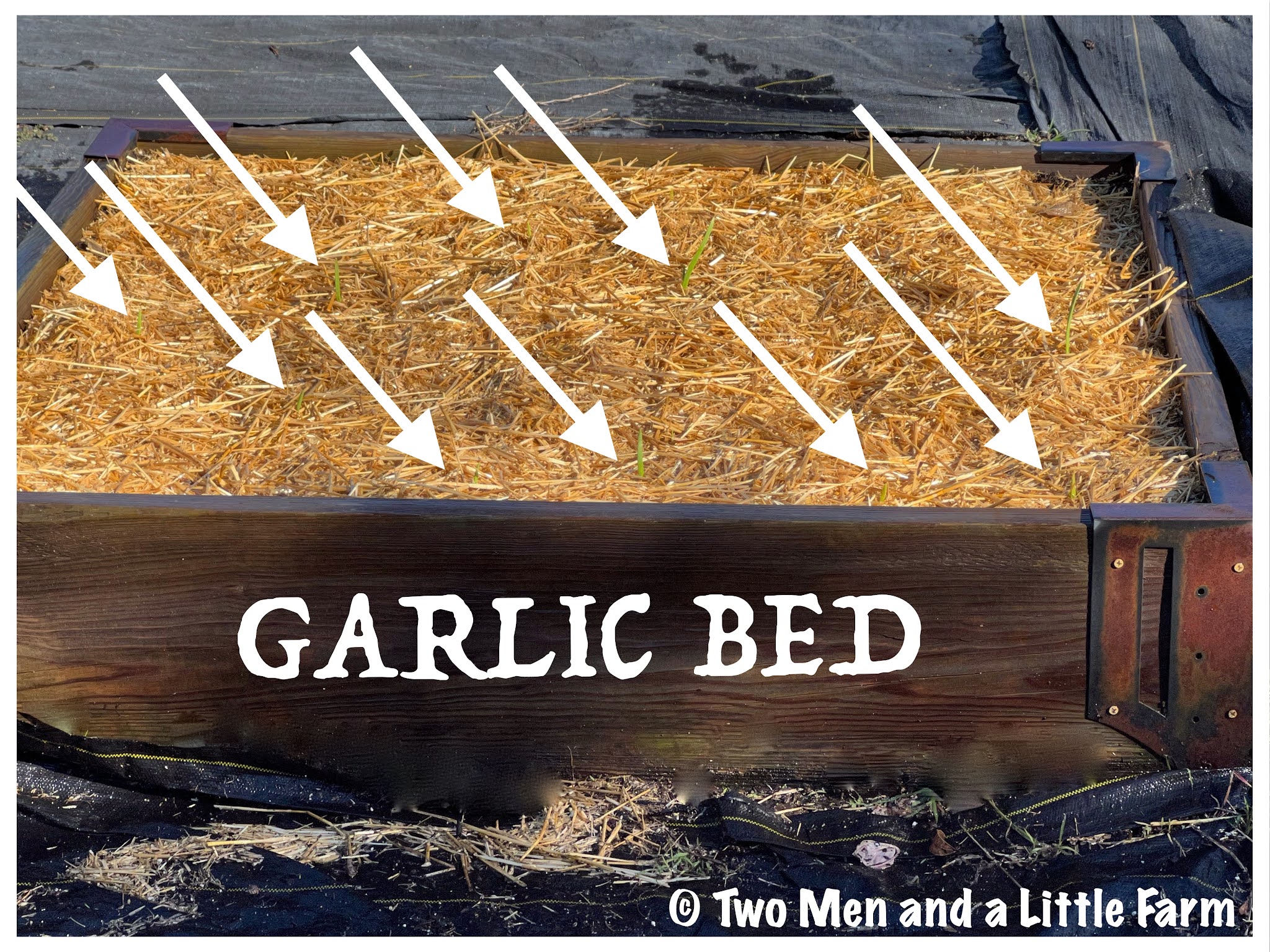 Two Men and a Little Farm WE HAVE SPROUTING