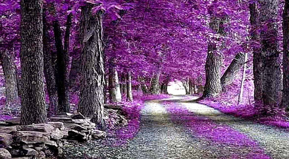 Purple Nature Wallpaper Computer | All HD Wallpapers