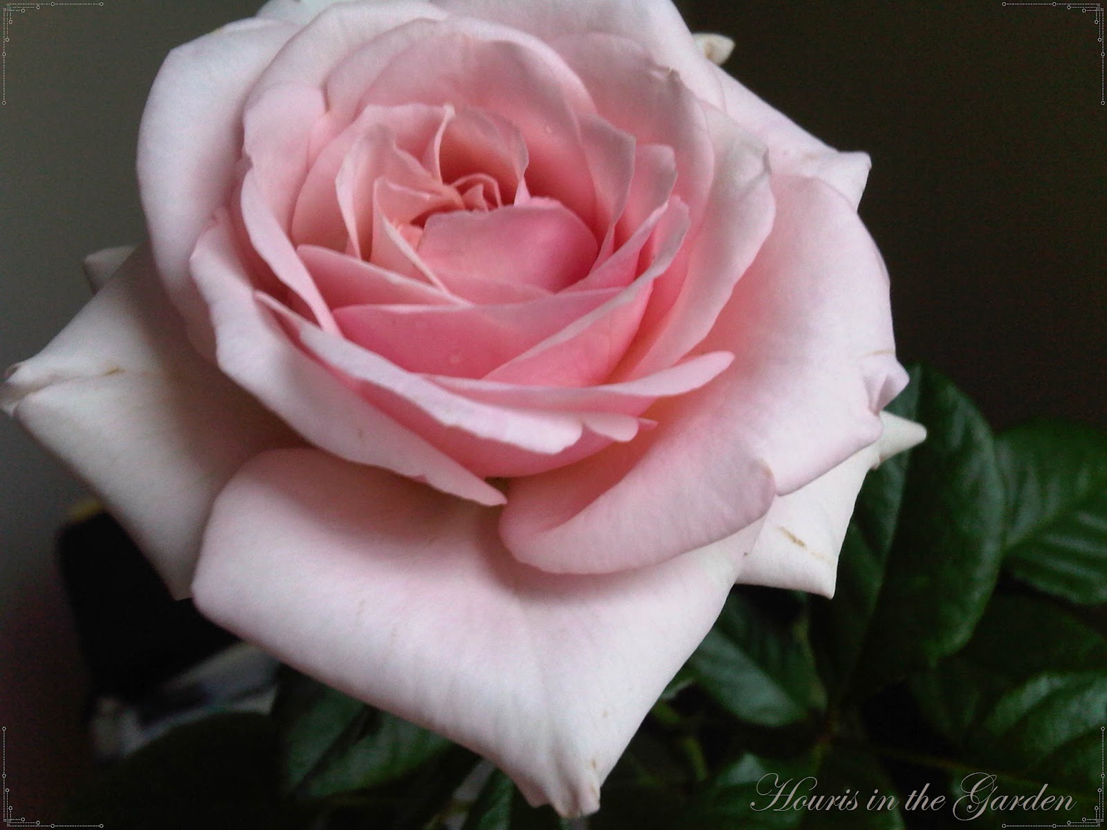 Houris in the Garden Enchanting Roses...light pink rose!