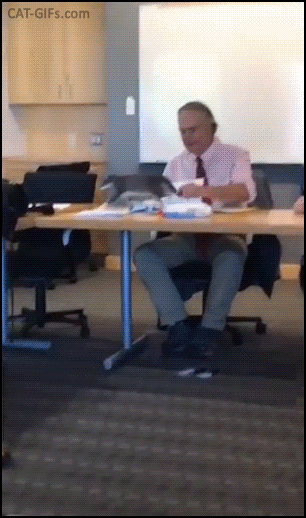 Funny Kitten GIF • Cute kitty runs on desktops in the classroom, so happy to meet new cat lovers ♥ Funny Kitten GIF • Cute kitty runs on desktops in the classroom, so happy to meet new cat lovers ♥