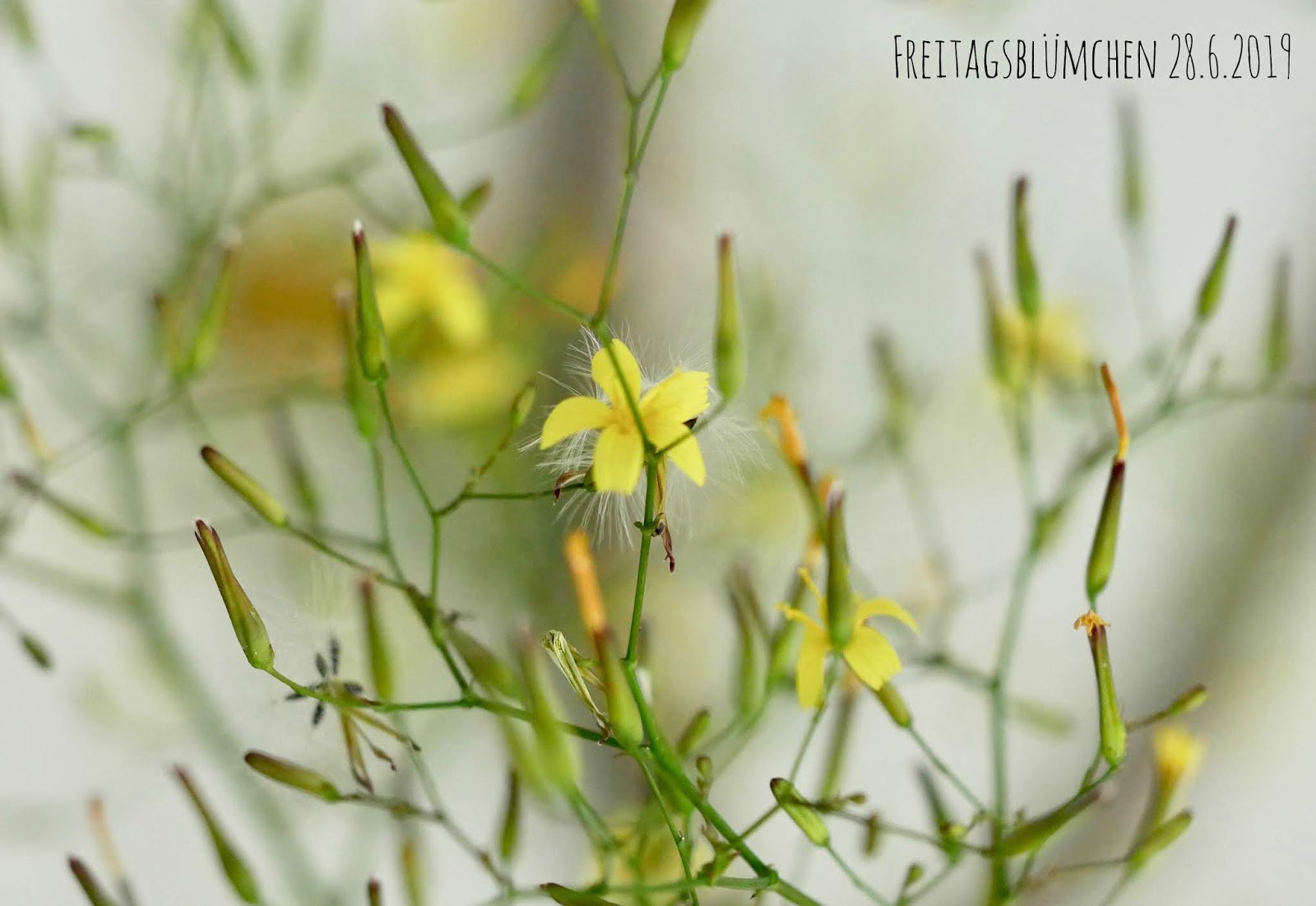 Le Monde De Kitchi Juni 2019