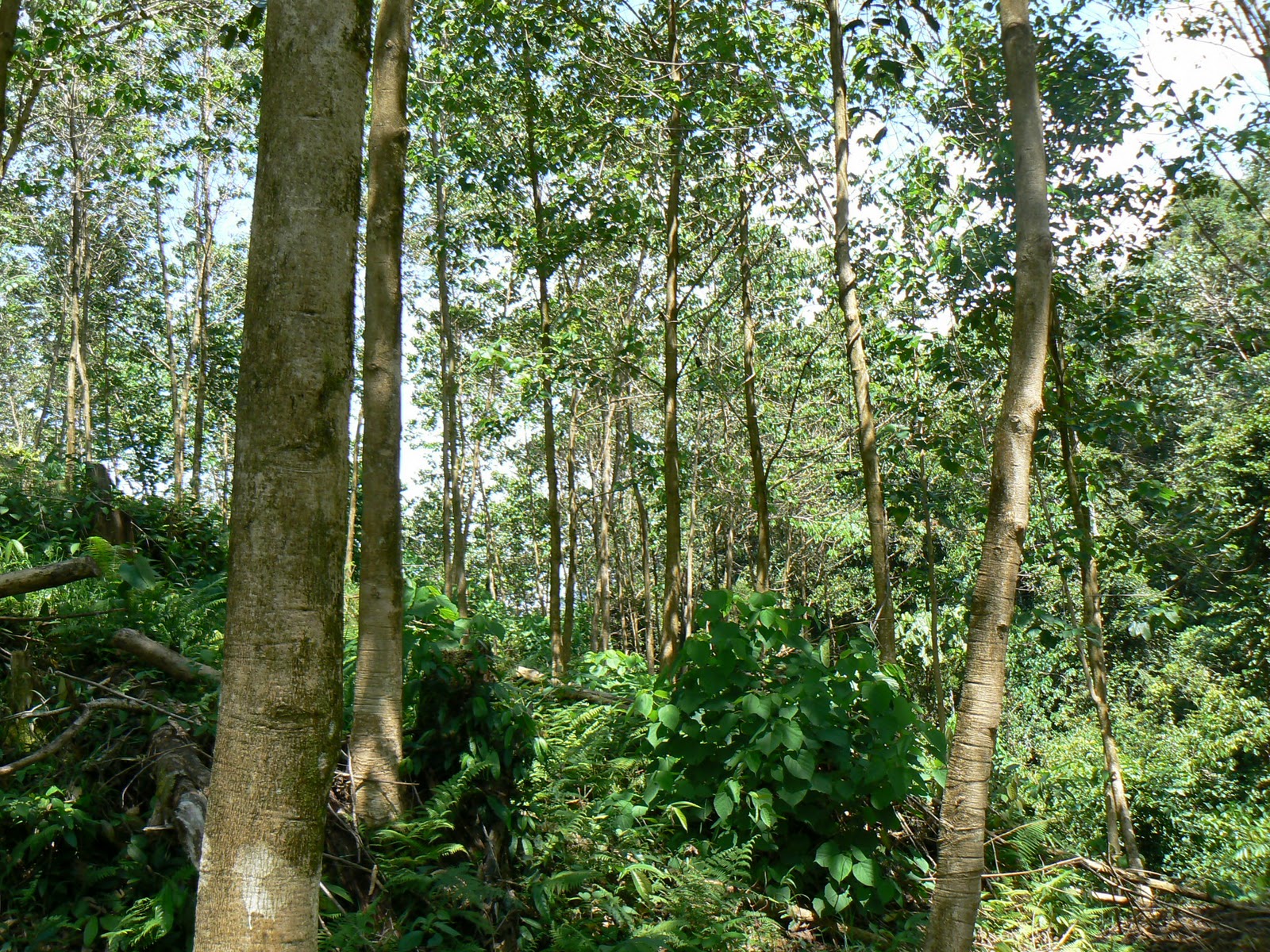 Reforestation Plantation : Gmelina arborea » Kesehatan