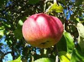 AL ver la manzana nos da un deseo de comer natural, llamado EUVIDIA no envidia.