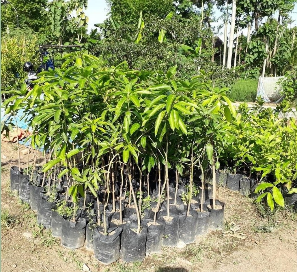 bibit pohon mangga chokanan mudah cepat berbuah Ngadirejo