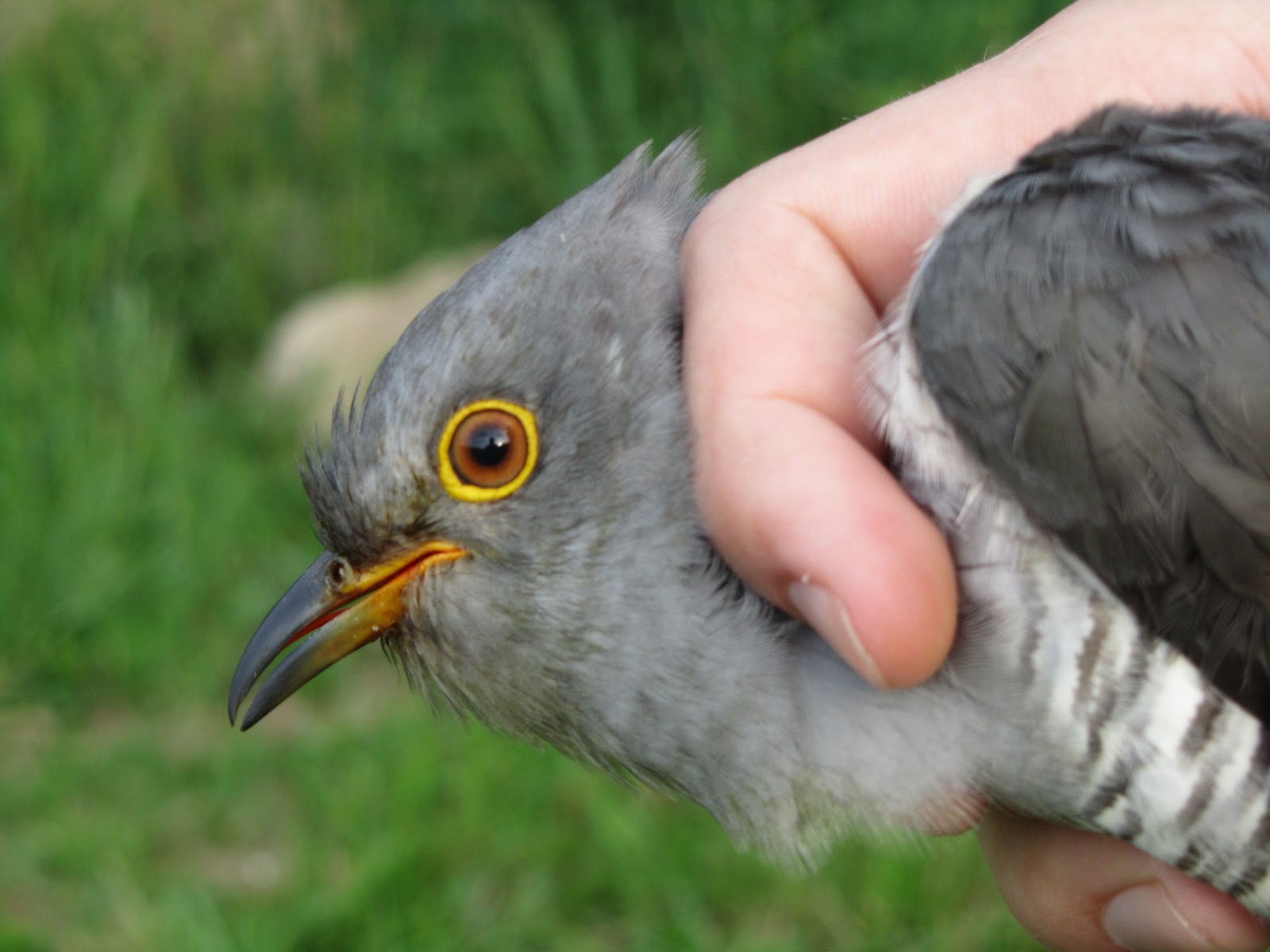 Gedser Fuglestation: Gøg og logger