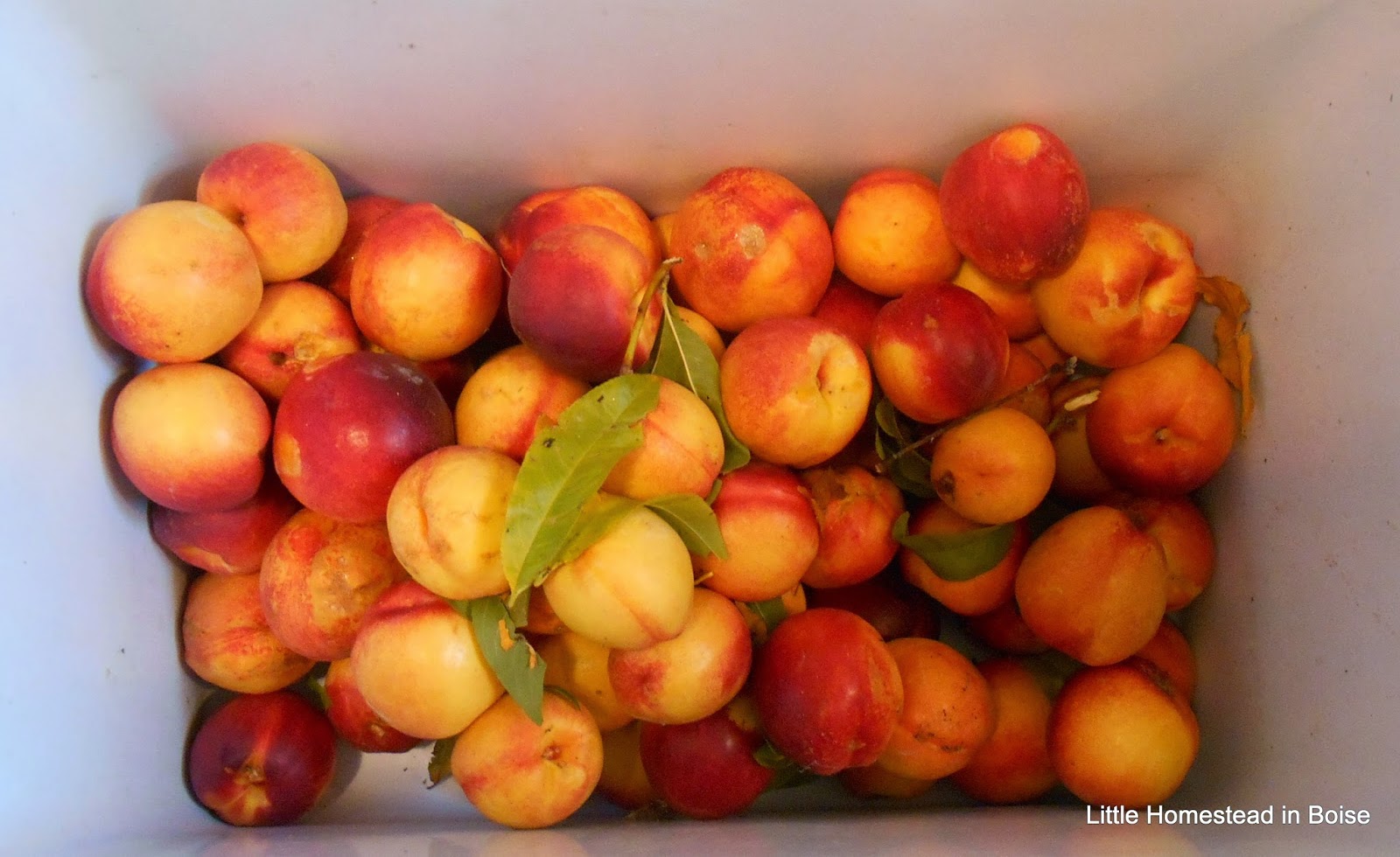 Little Homestead In Boise Big Nectarine Harvest and Preserving